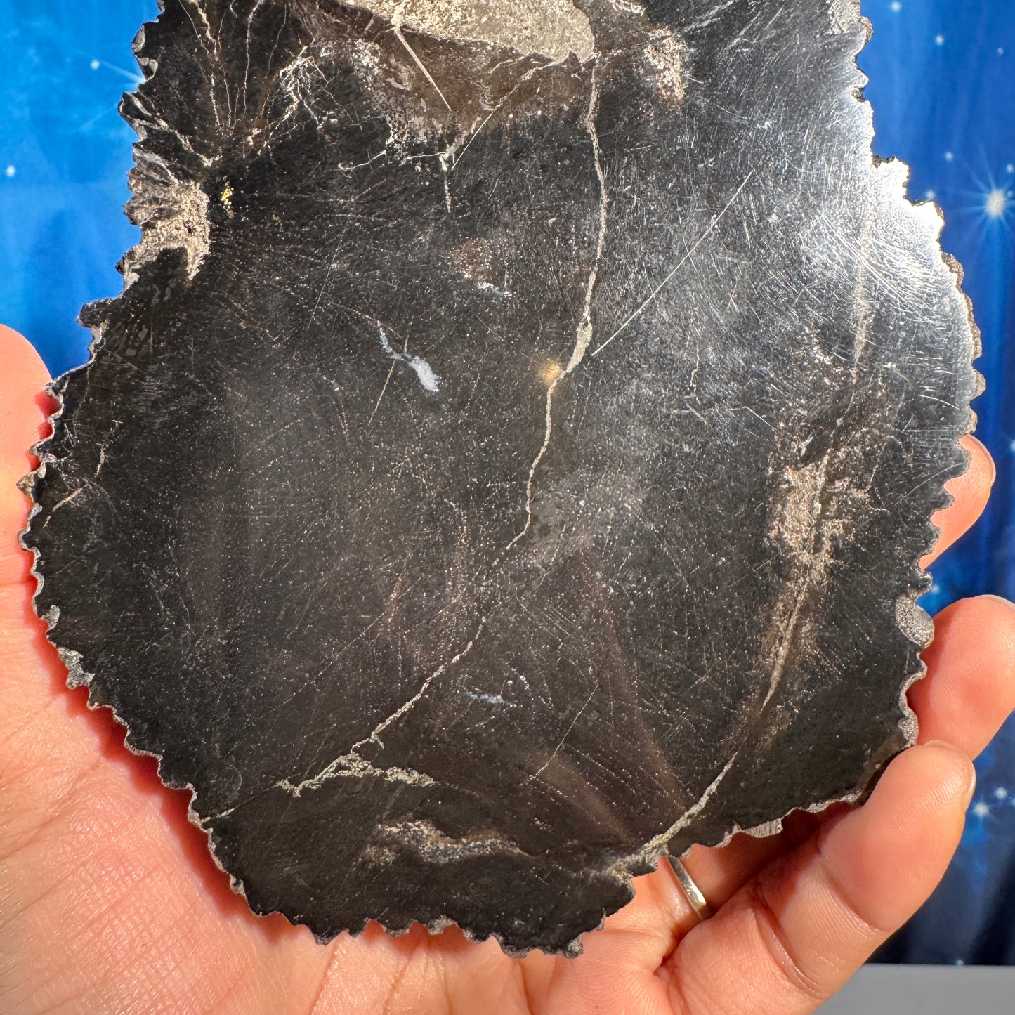 Petrified wood slab - 6" × 4 5/8" × 3/4" - 1 lb 2.9 oz