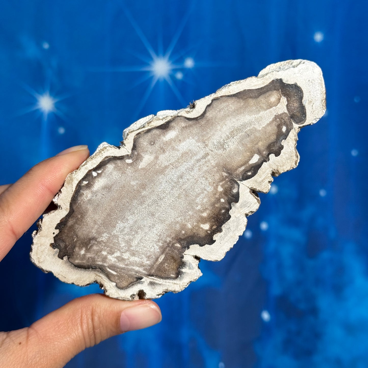 Petrified wood slab - 5 1/8" × 2 1/2" × 5/8" - 6.6 oz