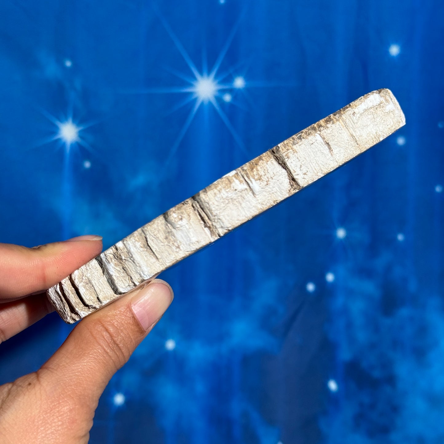 Petrified wood slab - 5 1/8" × 2 1/2" × 5/8" - 6.6 oz