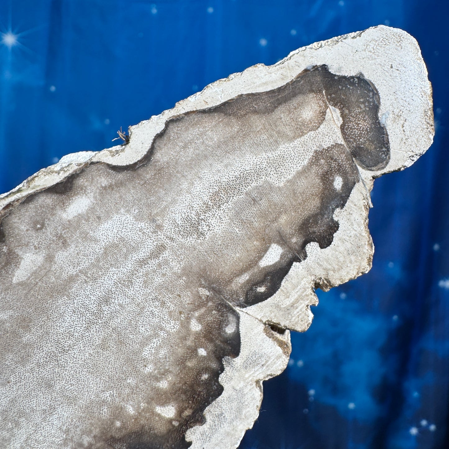 Petrified wood slab - 5 1/8" × 2 1/2" × 5/8" - 6.6 oz