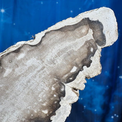 Petrified wood slab - 5 1/8" × 2 1/2" × 5/8" - 6.6 oz