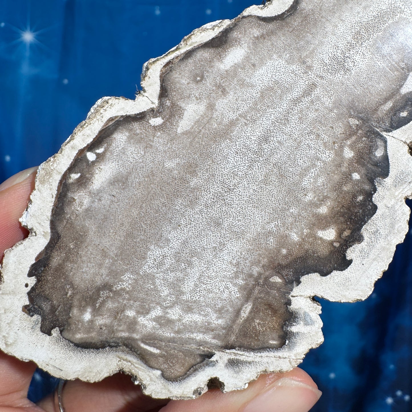 Petrified wood slab - 5 1/8" × 2 1/2" × 5/8" - 6.6 oz