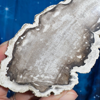 Petrified wood slab - 5 1/8" × 2 1/2" × 5/8" - 6.6 oz