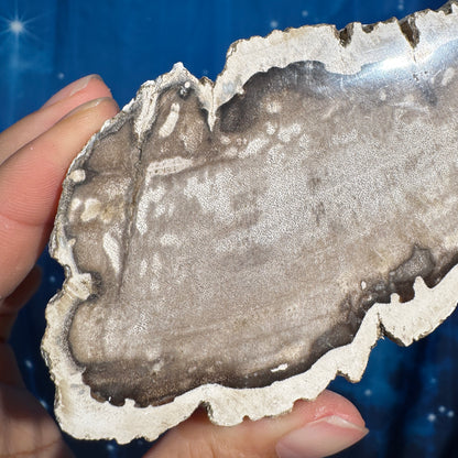 Petrified wood slab - 5 1/8" × 2 1/2" × 5/8" - 6.6 oz