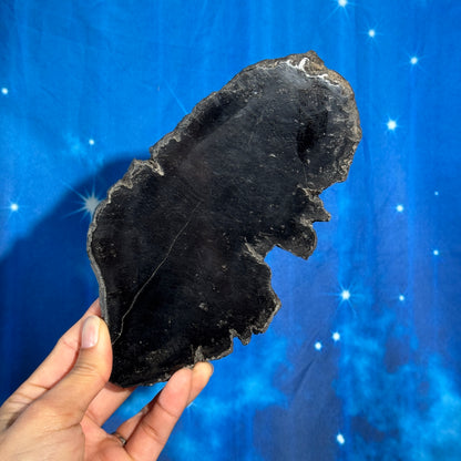 Petrified wood slab - 7 1/4" × 4 1/8" × 5/8" - 15.3 oz