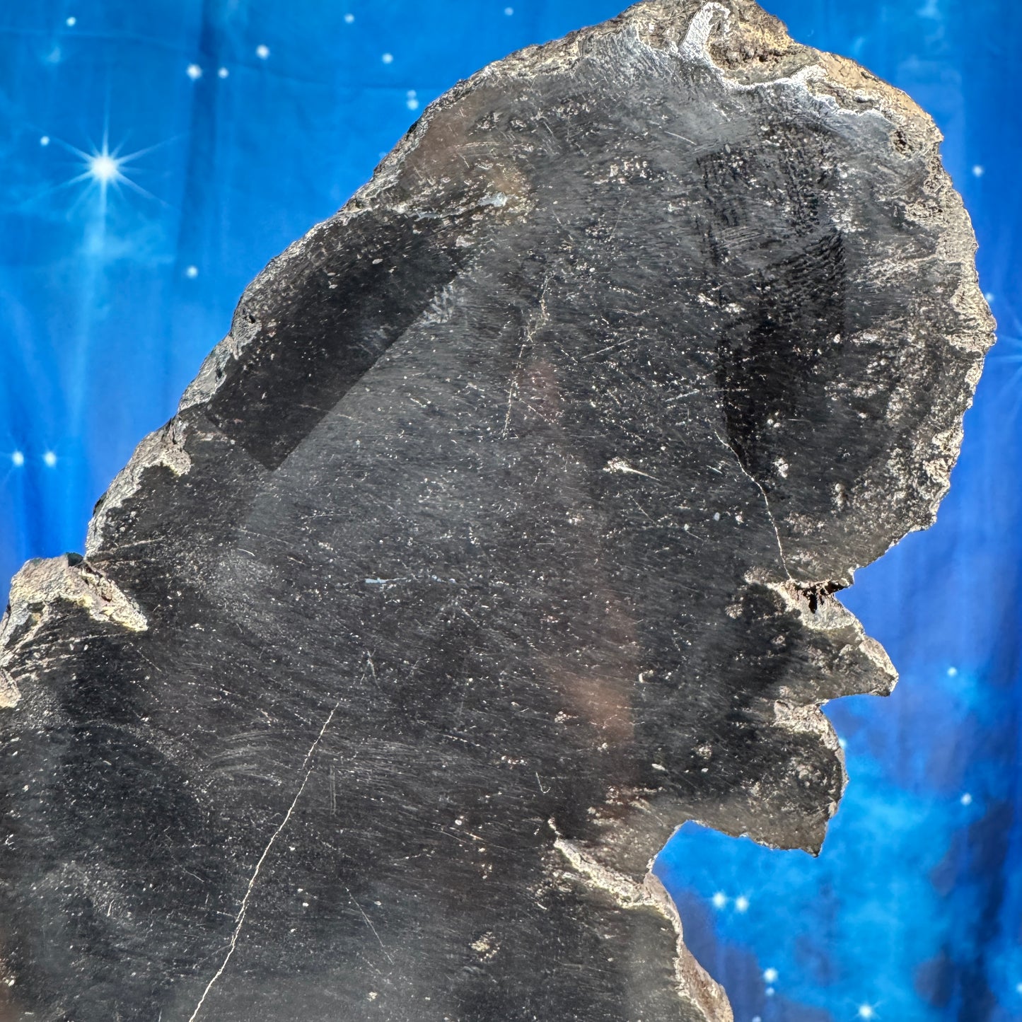 Petrified wood slab - 7 1/4" × 4 1/8" × 5/8" - 15.3 oz