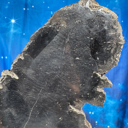 Petrified wood slab - 7 1/4" × 4 1/8" × 5/8" - 15.3 oz