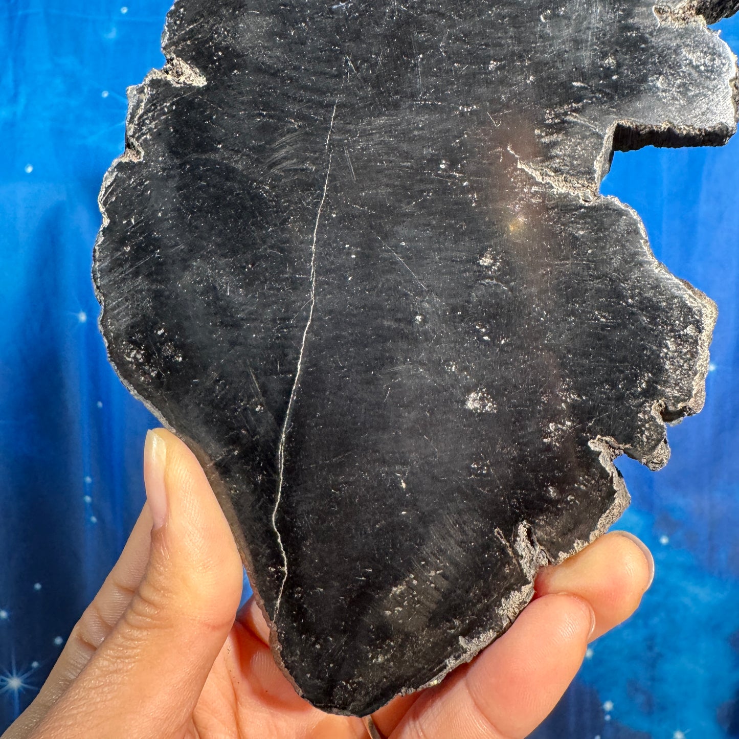 Petrified wood slab - 7 1/4" × 4 1/8" × 5/8" - 15.3 oz