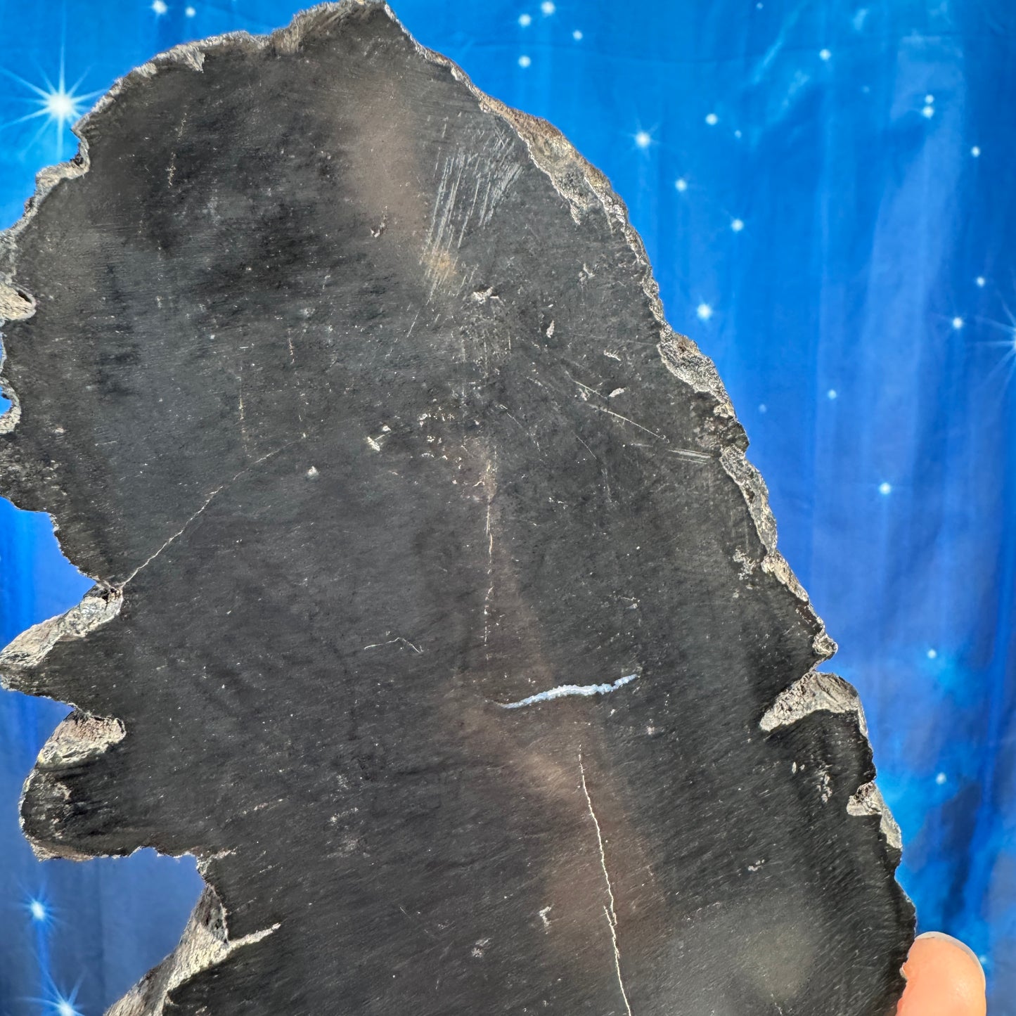 Petrified wood slab - 7 1/4" × 4 1/8" × 5/8" - 15.3 oz