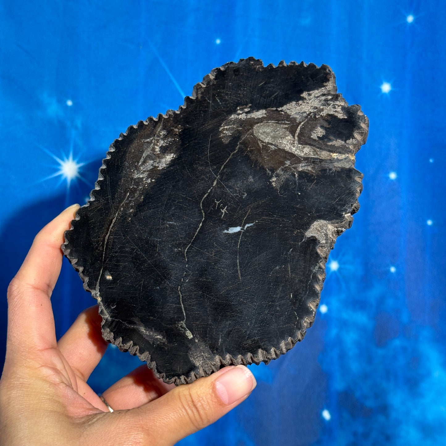 Petrified wood slab - 6" × 4 5/8" × 3/4" - 1 lb 2.9 oz