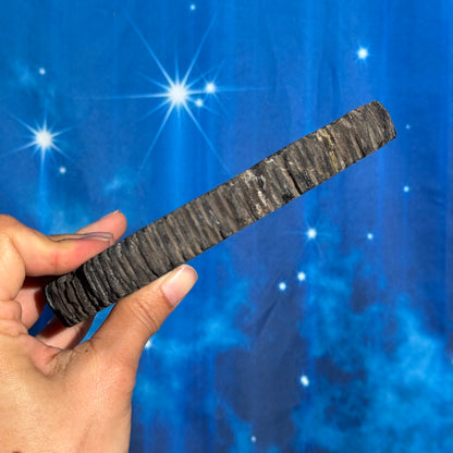 Petrified wood slab - 6" × 4 5/8" × 3/4" - 1 lb 2.9 oz