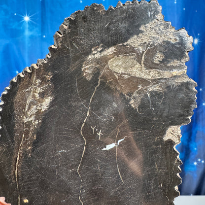 Petrified wood slab - 6" × 4 5/8" × 3/4" - 1 lb 2.9 oz