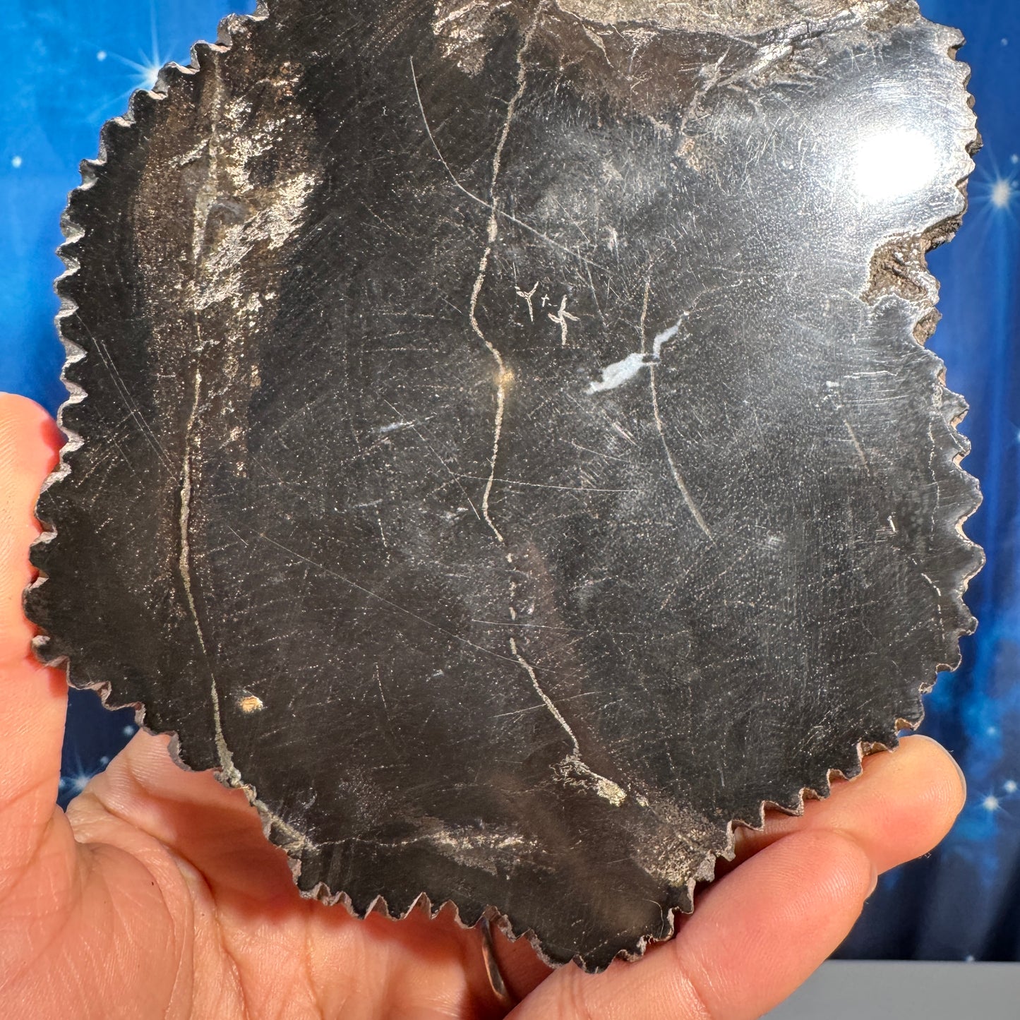 Petrified wood slab - 6" × 4 5/8" × 3/4" - 1 lb 2.9 oz