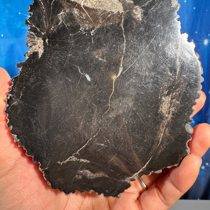 Petrified wood slab - 6" × 4 5/8" × 3/4" - 1 lb 2.9 oz