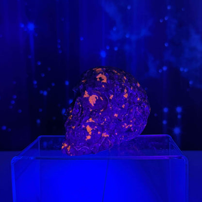 Sodalite Syenite skull | 3 7/8" long | 638 grams | textured skull | engraved skull | hand carved | UV reactive Sodalite skull